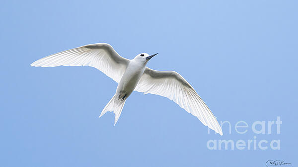 Phillip Espinasse - White Tern Bird soaring High in the Hawaiian Sky