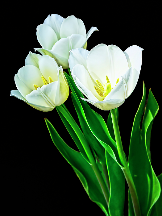 Marcia Colelli - White Tulips
