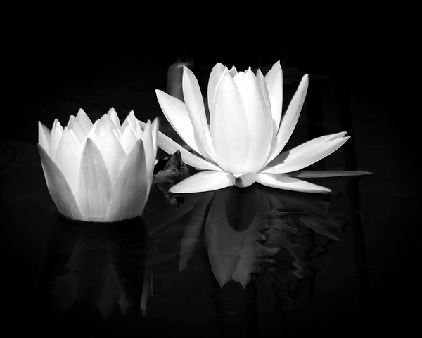Rebecca Herranen - White Water Lilies in Black and White