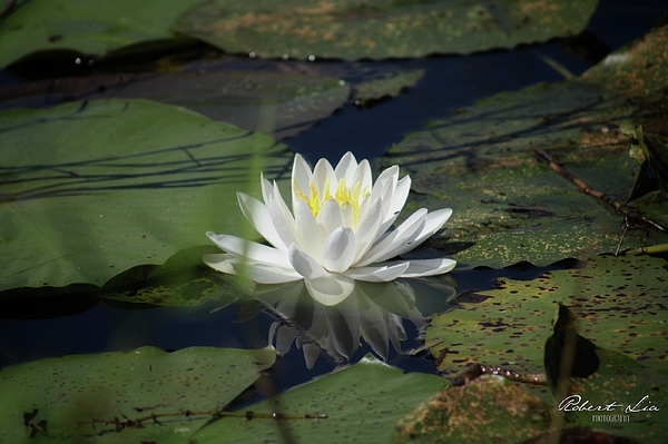 Robert Lia - White Water lily