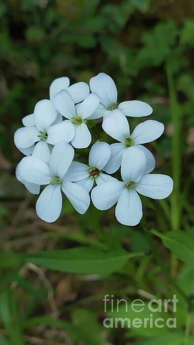 Jasna Dragun - White Wild Flower