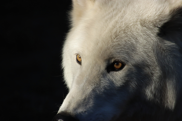 Deborah Kletch - White Wolf Stare