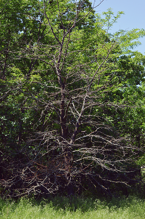 Gaby Ethington - Wild Acacia Tree Dead from Freeze Damage