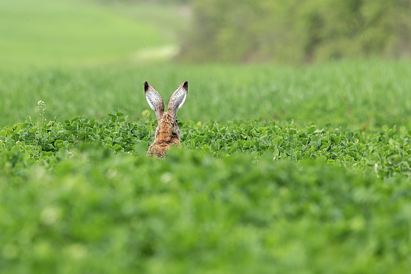 https://images.fineartamerica.com/images/artworkimages/medium/3/wild-european-hare-lepus-europaeus-arpad-radoczy.jpg