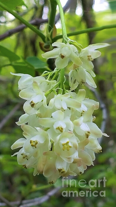 Jasna Dragun - Wild Flower Cluster