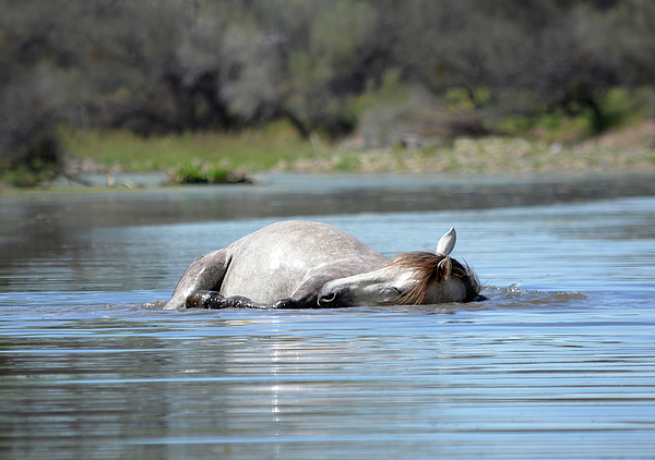 Rewild The Wild - Wild Horse Naps In The River