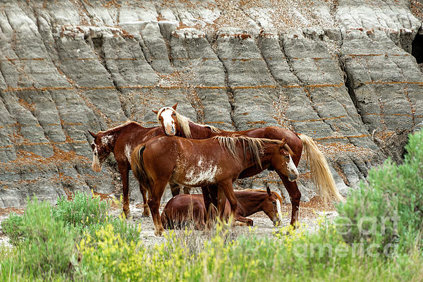 Louise Magno - Wild Horses - Roosevelt National Park