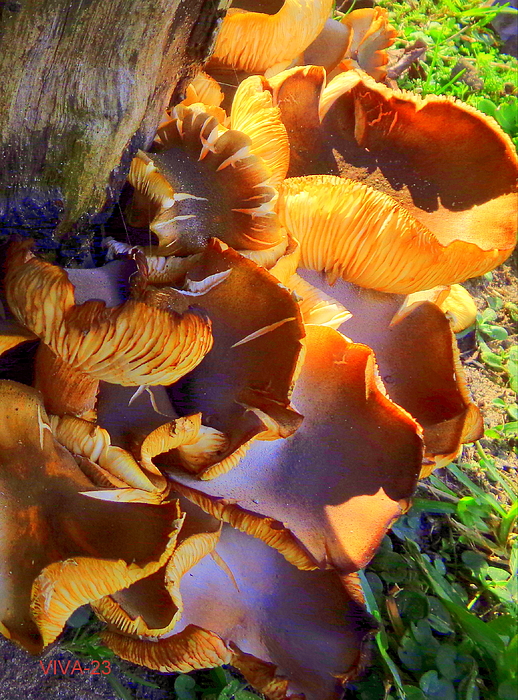 VIVA Anderson - Wild  Mushrooms