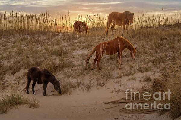 Lynn Welles - Wild Mustang Horses in Dunes