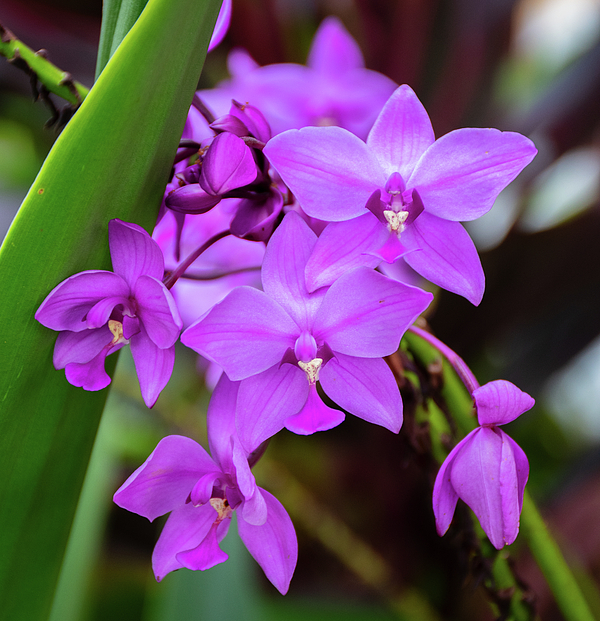 Jennifer Powers - Wild Orchids