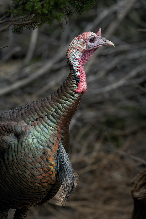 Turkey Tail Feathers Ornament by Gary Langley - Pixels