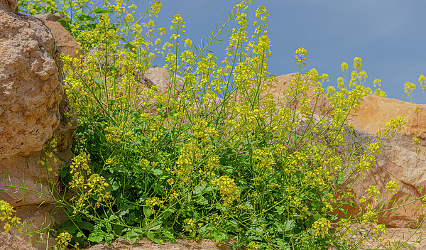Morris Finkelstein - Wild White Mustard Plants