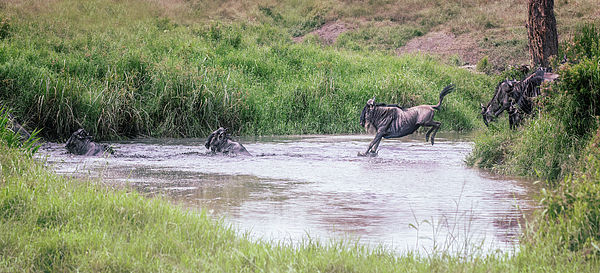 Joan Carroll - Wildebeest Migration River Crossing Tanzania Africa 3