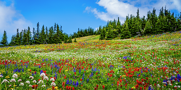 Harry Beugelink - Wildflower Carpet on Tod Mountain Panorama