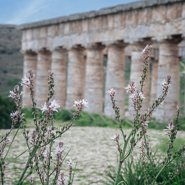 Joan Carroll - Wildflowers at Segesta Sicily
