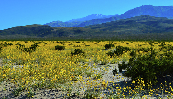 Glenn McCarthy - Wildflowers Of Death Valley National Park