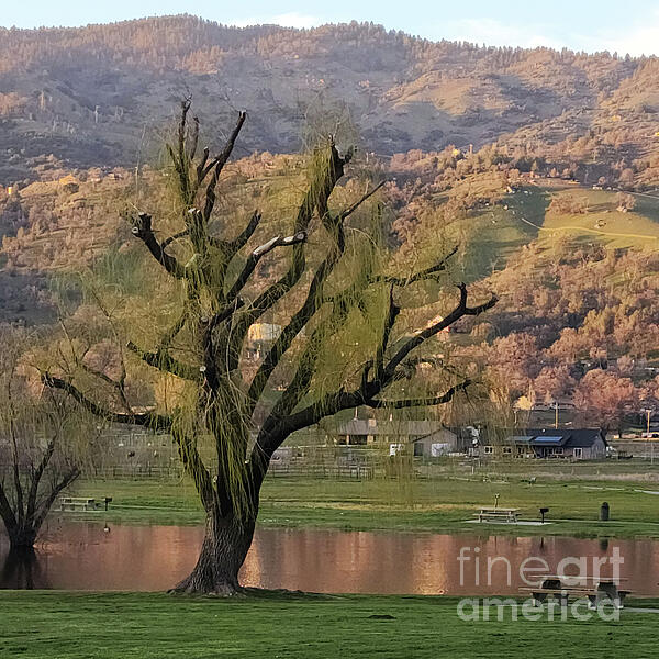 Karen Conger - Willow Tree Mountain Reflections