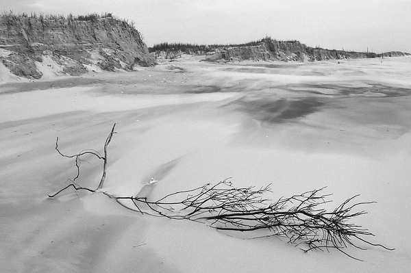 Greta Foose - Windswept Beach Black and White