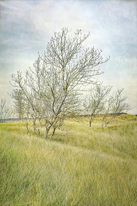 Kathi Mirto - Windswept Grassy Dunes
