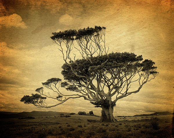 David May - Windswept tree