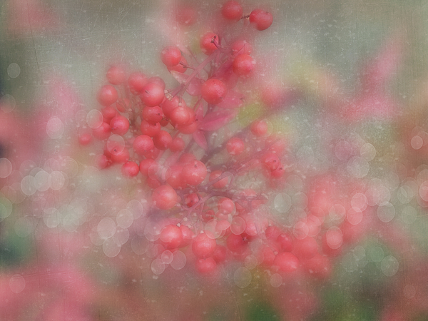 Terry Davis - Winter Berries Beauty