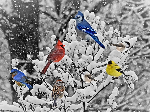 Carmen Macuga - Winter Birds