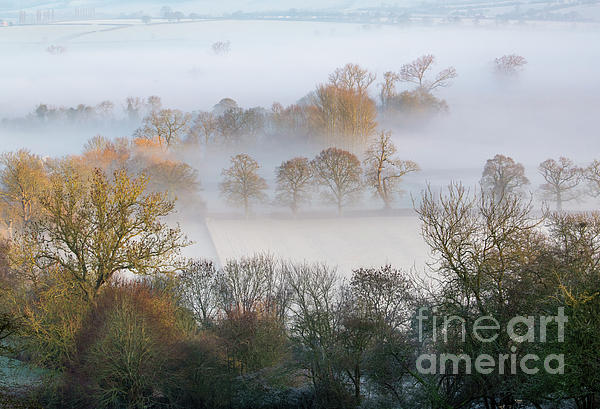 Winter Morning Light in the Frost and Fog Fleece Blanket by Tim