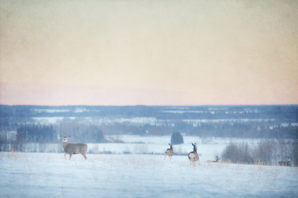 Winter Art