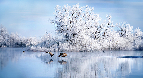 Reflection Art
