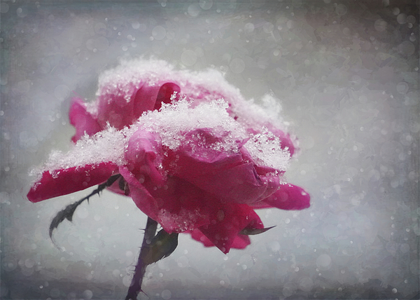 Karen Beasley - Winter Rose 2