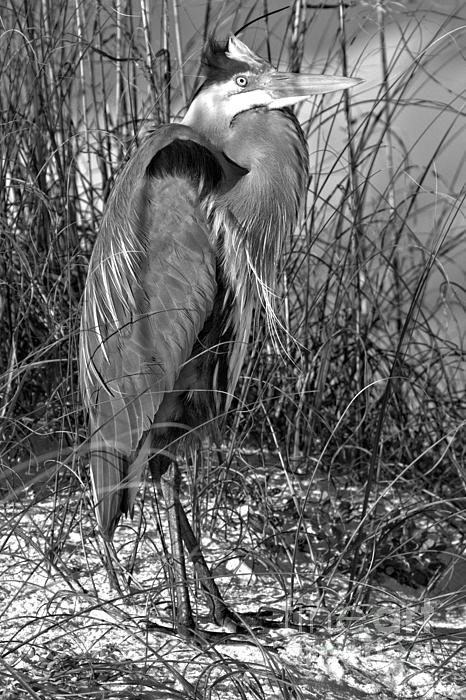 https://images.fineartamerica.com/images/artworkimages/medium/3/winter-sun-on-my-face-black-and-white-adam-jewell.jpg