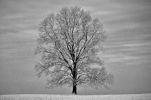 Warren LaBaire Photography - Winter Tree in Black and White