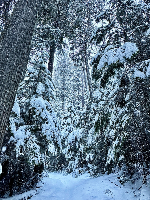 JHolmes Snapshots - Winter Trees
