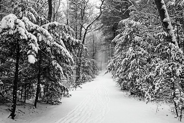 snowy woods black and white