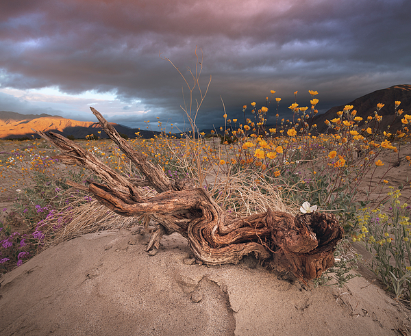 William Dunigan - Withered Root and Flowers in the Desert