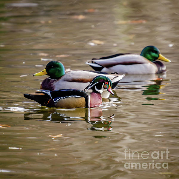 Wood Ducks On Pond At Cannon Hill Park Bath Towel by Sam Judy - Pixels