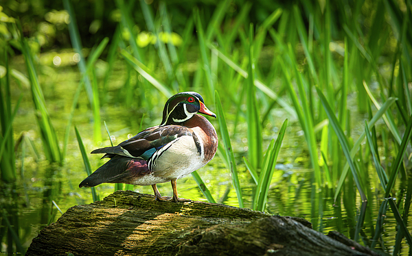 Nature Photographs