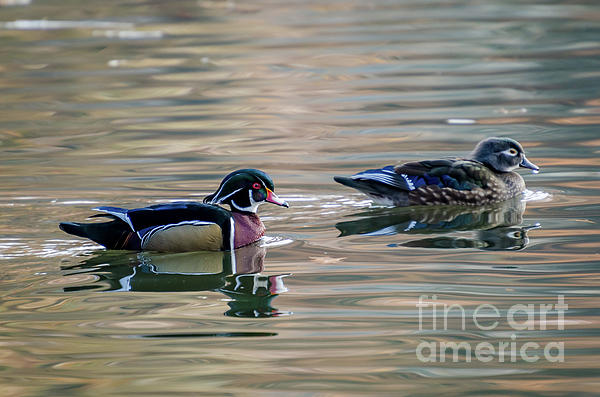 https://images.fineartamerica.com/images/artworkimages/medium/3/wood-ducks-on-pond-at-cannon-hill-park-sam-judy.jpg