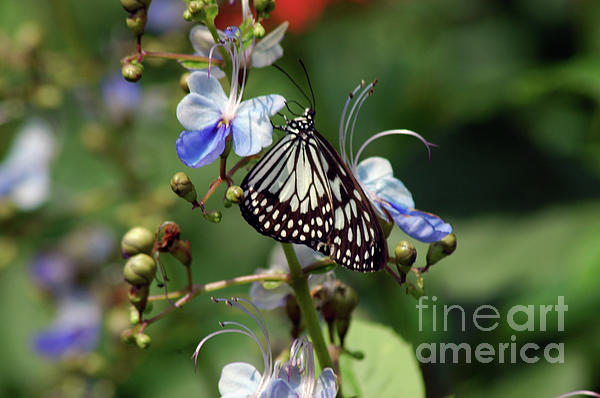 Brenda Harle - Wood Nymph Butterfly on a Beautiful Flower
