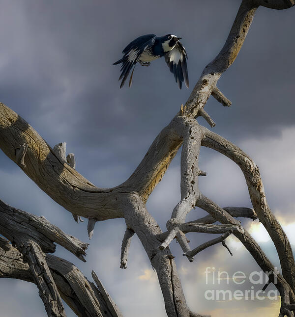 Jim Wilce - Woodpecker As Snag Flyby