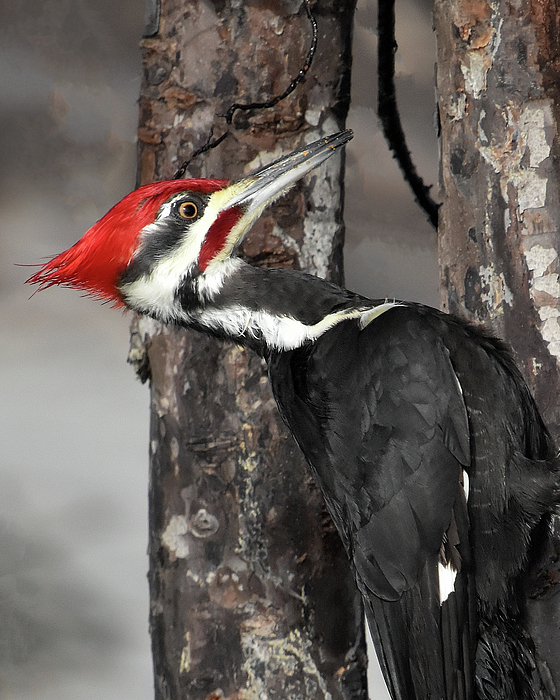 Greta Foose - Woodpecker Closeup