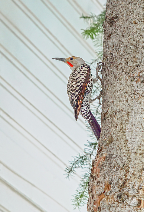 Bijan Pirnia - Woodpeckers Make Their Homes In Trees And Live In 