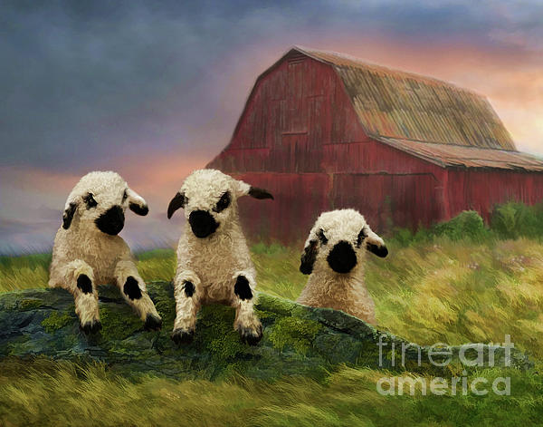 Sheep Paintings
