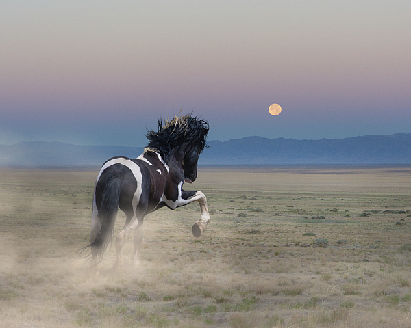 Rewild The Wild - Wyoming Wild Mustang at Sunrise