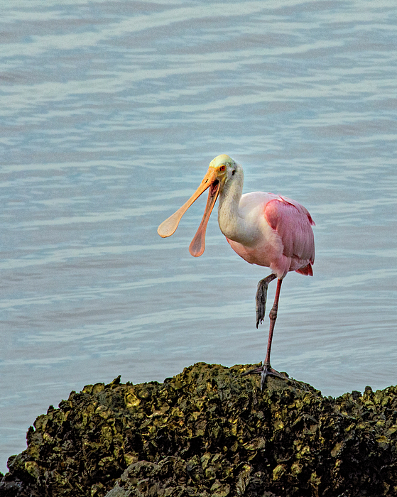 Mitch Spence - Yada Yada Yada - Roseate Spoonbill at the Shore
