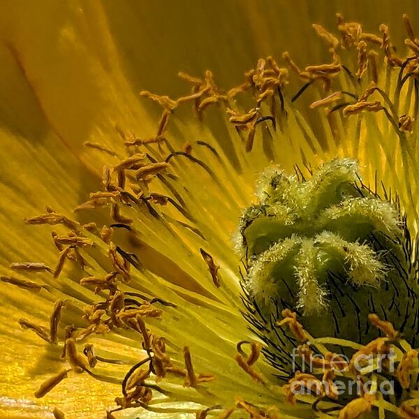 Floral Art