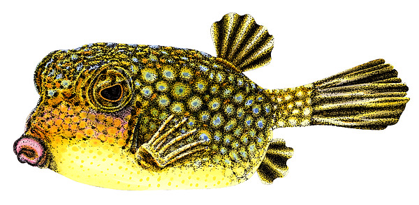 Loren Dowding - Yellow boxfish
