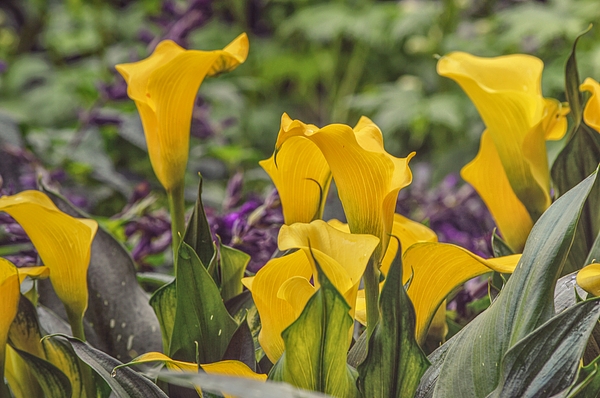 Gaby Ethington - Yellow Calla Lily Flowers in a Garden