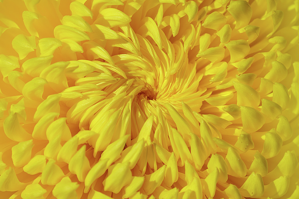 Laura Epstein - Yellow Chrysanthemum