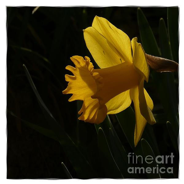 Jean Bernard Roussilhe - Yellow Daffodil 7